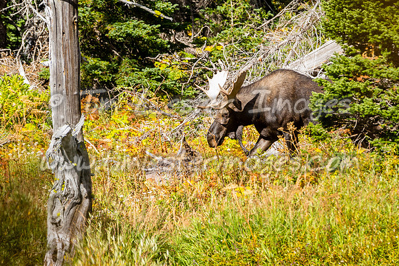 201809_GlacierNP_1613