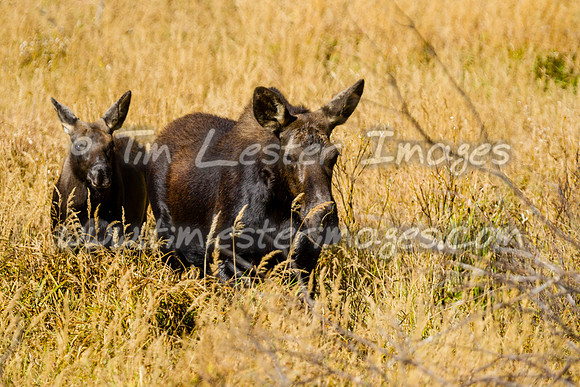 201809_GrandTetonNP_0142