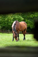 Horses