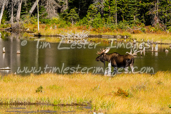 201809_GlacierNP_1538