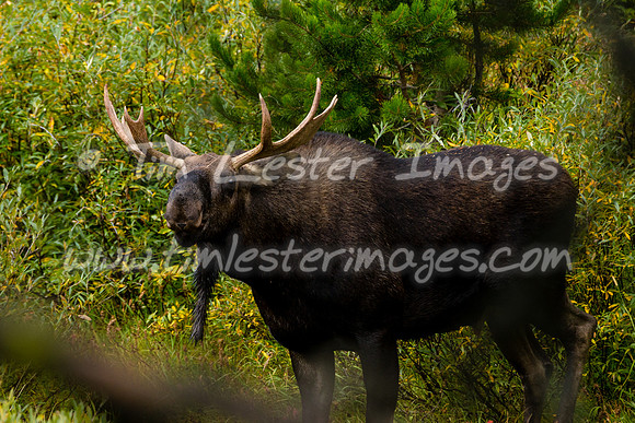 201809_GlacierNP_1640