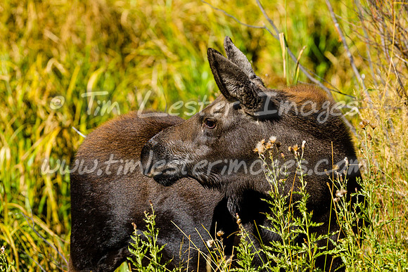 201809_GrandTetonNP_0173