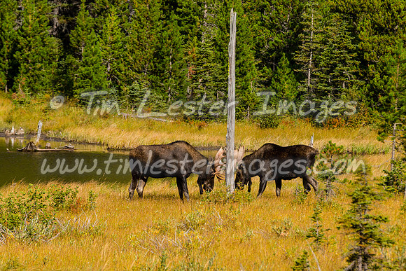 201809_GlacierNP_1536