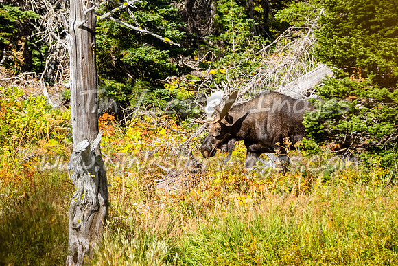 201809_GlacierNP_1614