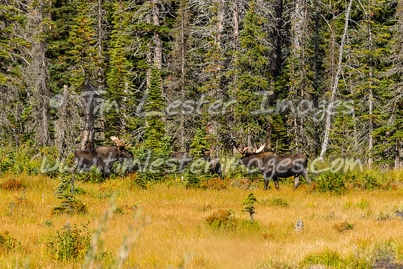 201809_GlacierNP_1566