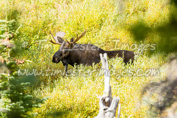 201809_GlacierNP_1637
